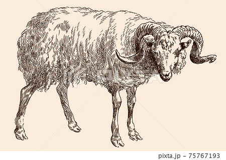 The muzzle of a mountain ram. 75767193