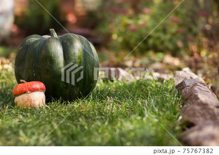 Pumpkin harvest. Organic vegetables. Bright Autumn Colors 75767382
