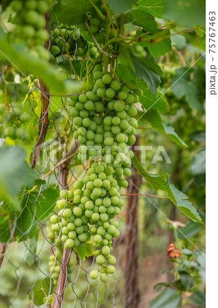 Green grapes on summer vine, multiple bunches 75767463