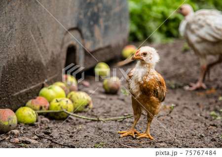 Turkeys, chickens, ducks at the farmyard. Adult individuals and small. Turkeys, chickens, ducks at the farmyard. Adult individuals and small. 75767484