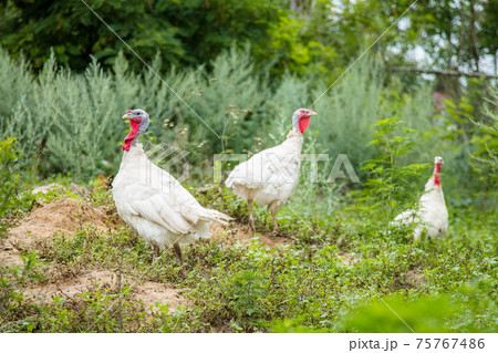 Turkeys, chickens, ducks at the farmyard. Adult individuals and small. 75767486