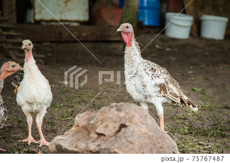 Turkeys, chickens, ducks at the farmyard. Adult individuals and small. Turkeys, chickens, ducks at the farmyard. Adult individuals and small. 75767487