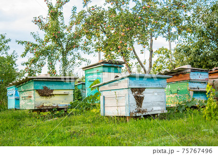 Hives in an apiary with bees flying to the landing boards in a green garden. 75767496