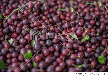 Ripe fresh red gooseberry in the garden. Growing organic berries close-up of gooseberry. Ripe fresh red gooseberry in the garden. Growing organic berries close-up of gooseberry. 75767501