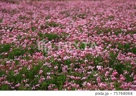 一面のレンゲ草 75768068