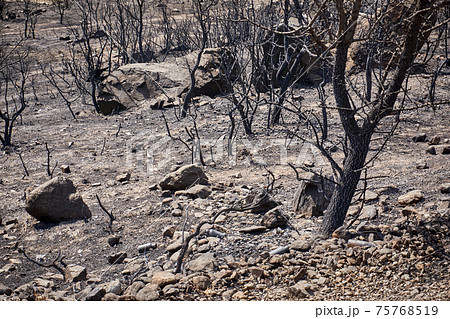 Environmental damage after forest fire 75768519