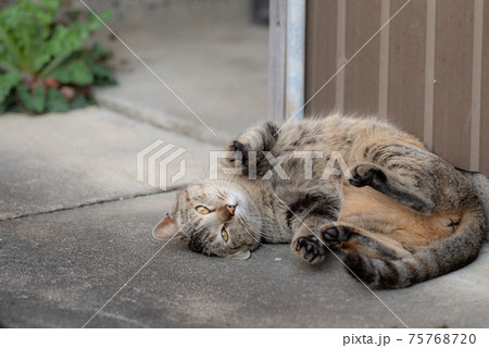 ゴロゴロする猫 75768720