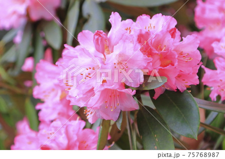 しゃくなげの花 しゃくなげの花 75768987