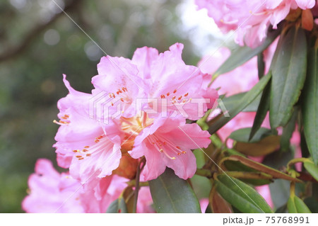 しゃくなげの花 しゃくなげの花 75768991