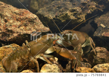 ニホンザリガニの喧嘩 75769841