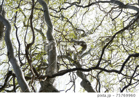 春、枝がクネクネしている「雲竜柳」に花が付いて...2 75769960