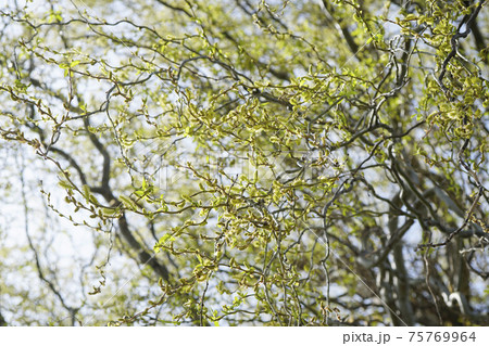 春、枝がクネクネしている「雲竜柳」に花が付いて...5 75769964