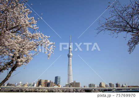 桜とスカイツリー 75769970