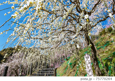 大縣神社、満開のしだれ梅〈愛知県犬山市〉 大縣神社、満開のしだれ梅〈愛知県犬山市〉 75770264