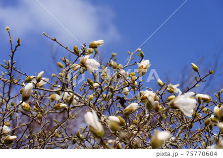 生きる力・ヒメコブシの芽吹き3月15日 生きる力・ヒメコブシの芽吹き3月15日 75770604