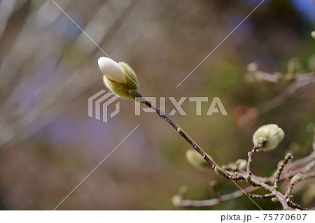 生きる力・ヒメコブシの芽吹き3月7日 75770607