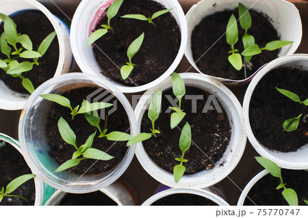 tomato seedlings growing on windowsill of the house 75770747