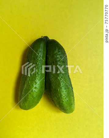Two coalescent ugly cucumbers isolated on yellow background Two coalescent ugly cucumbers isolated on yellow background 75770770