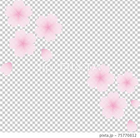 桜 sakura 桜 sakura 75770812