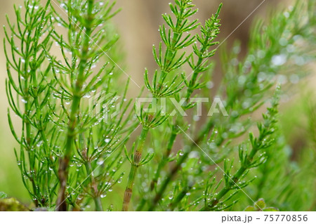 スギナの水滴4 75770856