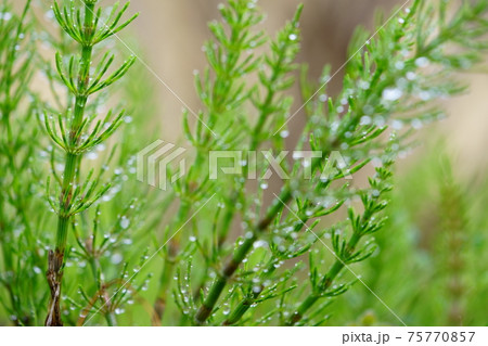 スギナの水滴3 75770857