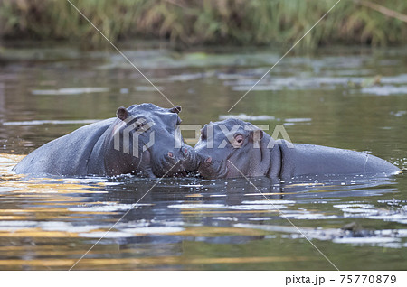 Hippopotamus on the surface , Kruger National Park , Africa 75770879