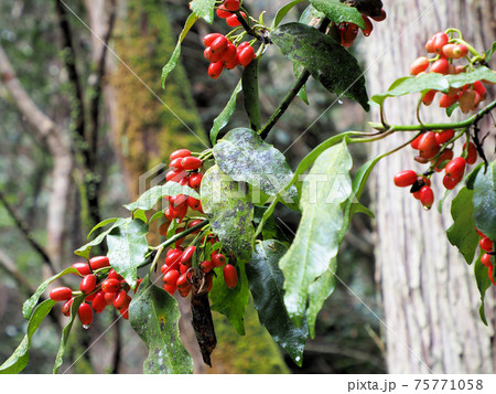 立岩渓谷　3月　アオキの赤い実 75771058