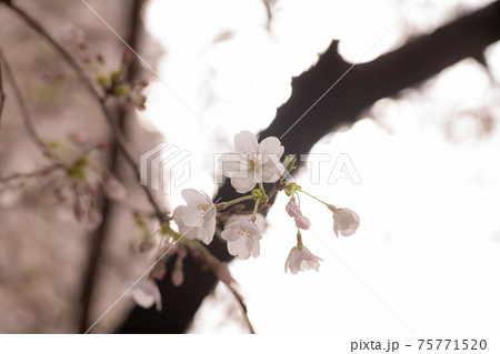 儚い命。美しい桜の季節 75771520