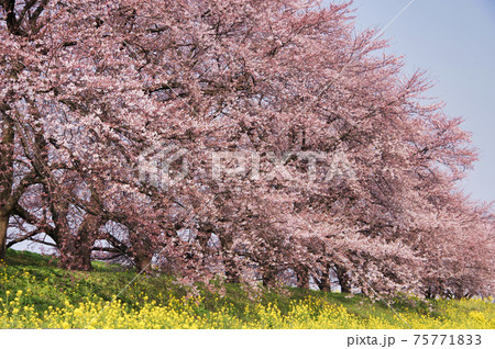 新発田市加治川の桜とアブラナ 新発田市加治川の桜とアブラナ 75771833