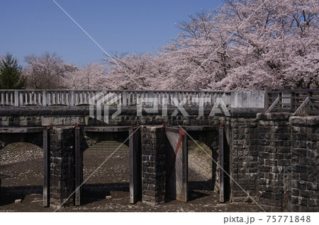 新発田市加治川治水記念公園の桜 75771848