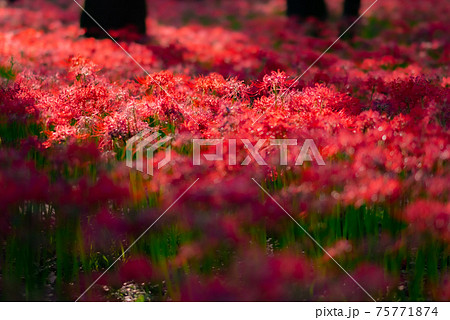 巾着田　彼岸花　曼珠沙華　祭り　恐怖　花　日高市　埼玉　デート　観光　旅行　一面　一杯　地獄 75771874