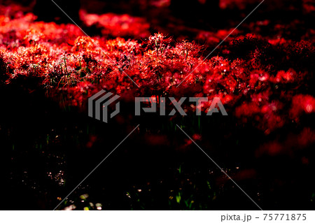 巾着田 彼岸花 曼珠沙華 祭り 恐怖 花 日高市 埼玉 デート 観光 旅行 一面 一杯 地獄 巾着田 彼岸花 曼珠沙華 祭り 恐怖 花 日高市 埼玉 デート 観光 旅行 一面 一杯 地獄 75771875