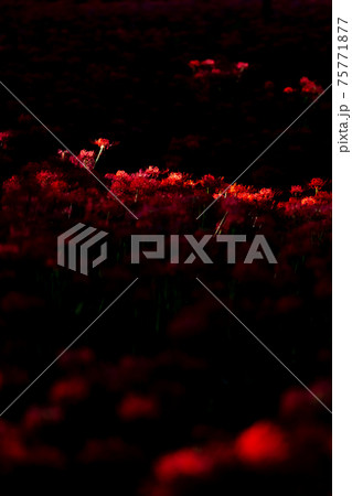 巾着田 彼岸花 曼珠沙華 祭り 恐怖 花 日高市 埼玉 デート 観光 旅行 一面 一杯 地獄 巾着田 彼岸花 曼珠沙華 祭り 恐怖 花 日高市 埼玉 デート 観光 旅行 一面 一杯 地獄 75771877