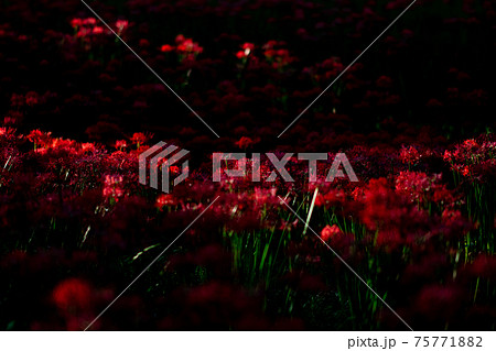 巾着田　彼岸花　曼珠沙華　祭り　恐怖　花　日高市　埼玉　デート　観光　旅行　一面　一杯　地獄 75771882