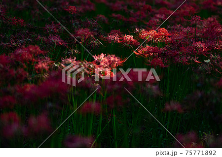 巾着田 彼岸花 曼珠沙華 祭り 恐怖 花 日高市 埼玉 デート 観光 旅行 一面 一杯 地獄 巾着田 彼岸花 曼珠沙華 祭り 恐怖 花 日高市 埼玉 デート 観光 旅行 一面 一杯 地獄 75771892