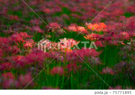 巾着田　彼岸花　曼珠沙華　祭り　恐怖　花　日高市　埼玉　デート　観光　旅行　一面　一杯　地獄 75771895