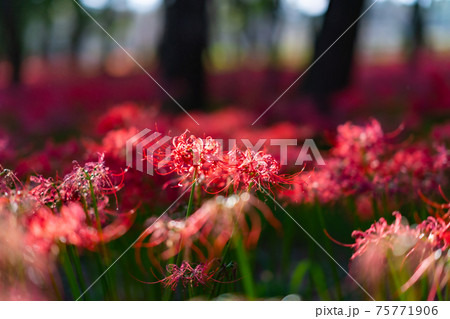 巾着田　彼岸花　曼珠沙華　祭り　恐怖　花　日高市　埼玉　デート　観光　旅行　一面　一杯　地獄 75771906