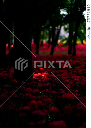 巾着田　彼岸花　曼珠沙華　祭り　恐怖　花　日高市　埼玉　デート　観光　旅行　一面　一杯　地獄 75771910