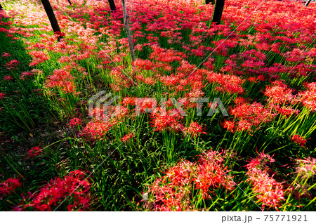 巾着田　彼岸花　曼珠沙華　祭り　恐怖　花　日高市　埼玉　デート　観光　旅行　一面　一杯　地獄 75771921