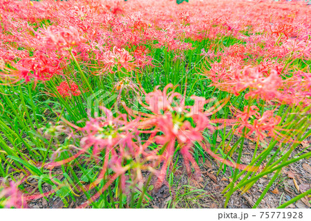 巾着田　彼岸花　曼珠沙華　祭り　恐怖　花　日高市　埼玉　デート　観光　旅行　一面　一杯　地獄 75771928