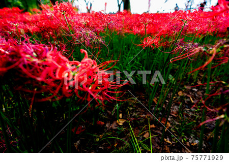 巾着田 彼岸花 曼珠沙華 祭り 恐怖 花 日高市 埼玉 デート 観光 旅行 一面 一杯 地獄 巾着田 彼岸花 曼珠沙華 祭り 恐怖 花 日高市 埼玉 デート 観光 旅行 一面 一杯 地獄 75771929