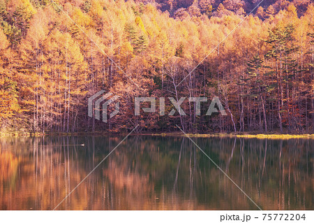 【長野県】紅葉の御射鹿池 【長野県】紅葉の御射鹿池 75772204