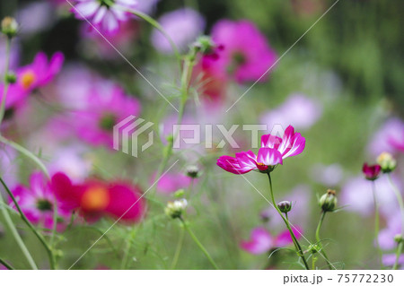 幻想的イメージのコスモス 幻想的イメージのコスモス 75772230