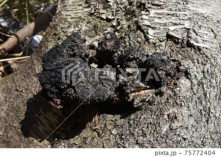 カバノアナタケ 75772404