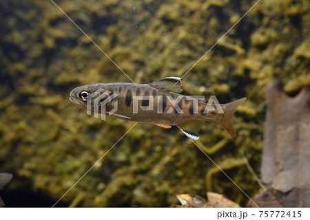 山女魚 75772415