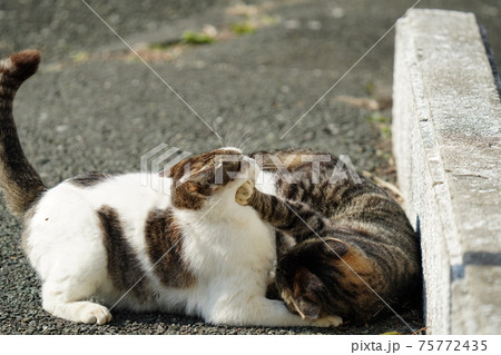 舌を出したおじいちゃん猫が見守る中、いい加減に親離れしろとお仕置きされてる様な野良猫キジトラ白息子 舌を出したおじいちゃん猫が見守る中、いい加減に親離れしろとお仕置きされてる様な野良猫キジトラ白息子 75772435