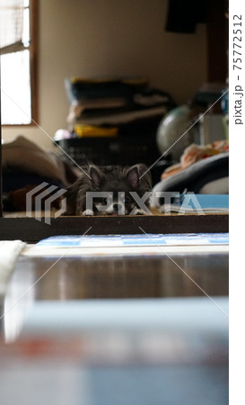 黒いチワワが床に張り付いている写真 黒いチワワが床に張り付いている写真 75772512