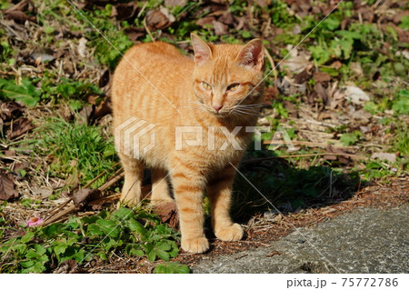 親離れした野良猫子猫兄弟は日当たりの斜面で日光浴 75772786