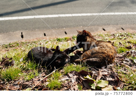 親離れした野良猫子猫兄弟は日当たりの斜面で日光浴 親離れした野良猫子猫兄弟は日当たりの斜面で日光浴 75772800