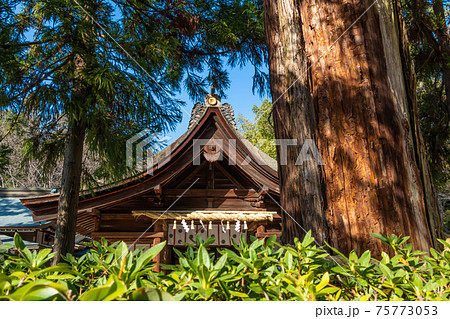 梅の名所として知られる、大縣神社〈愛知県犬山市〉 梅の名所として知られる、大縣神社〈愛知県犬山市〉 75773053